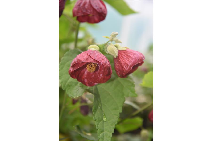 Abutilon Nabob